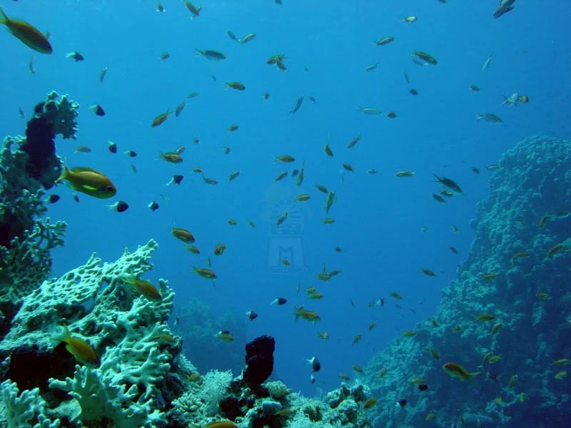 Snorkeling at Tiran Island